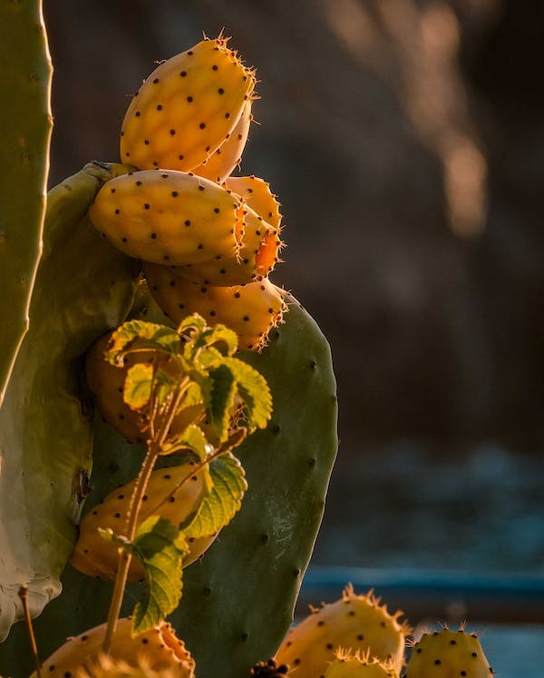 Prickly Pear