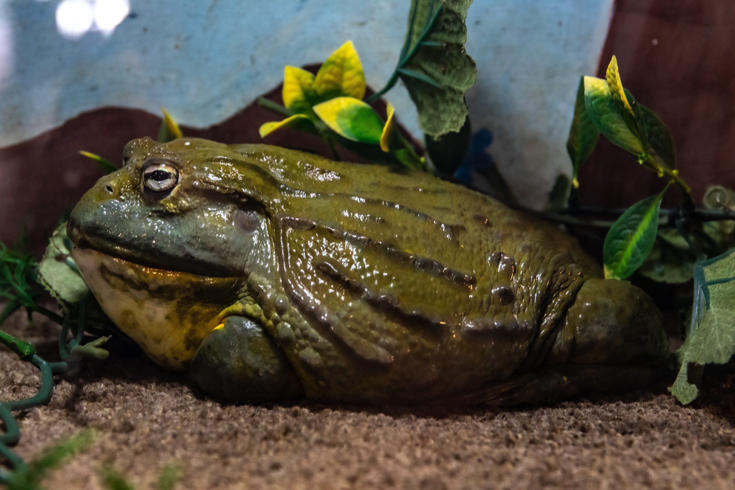Giant Bullfrogs