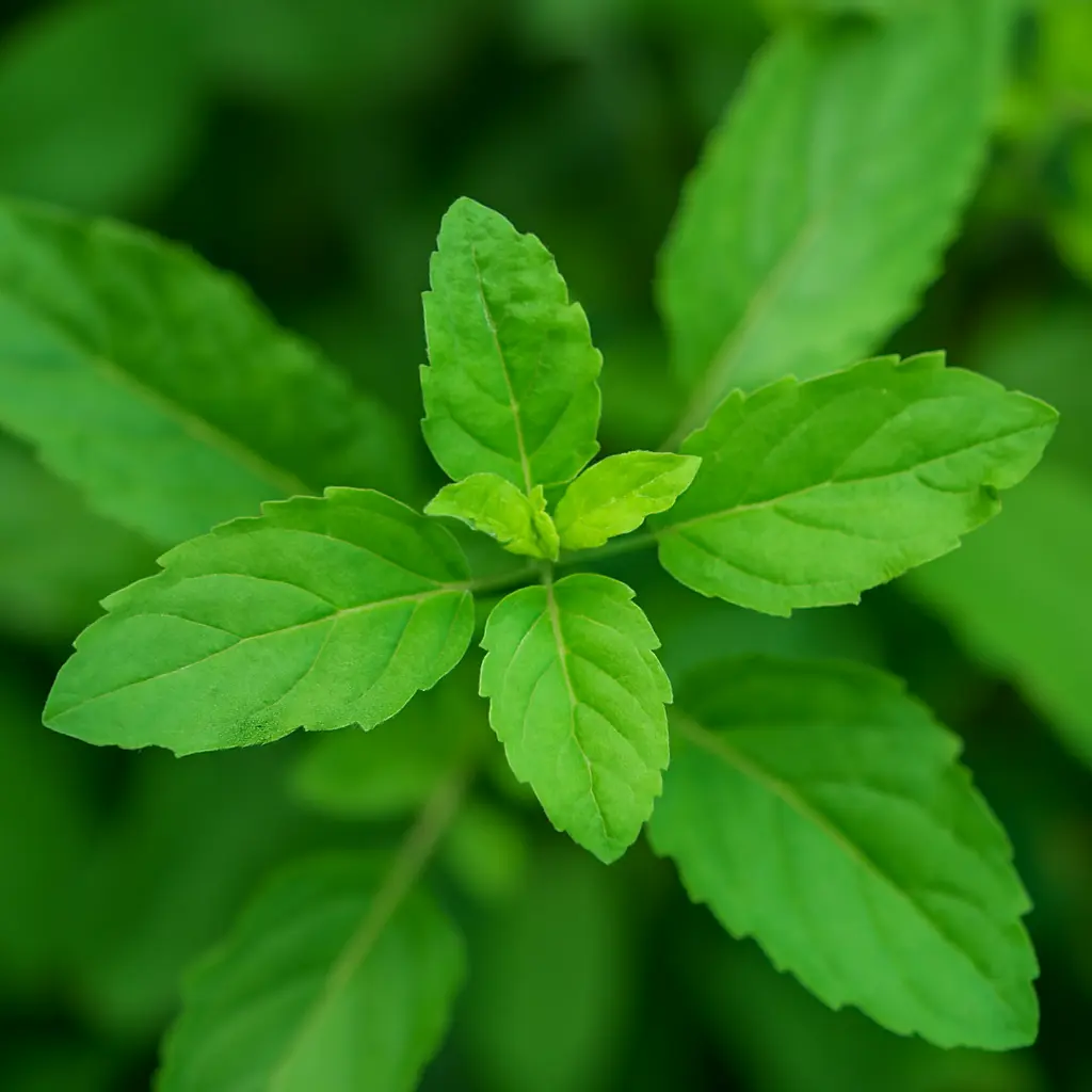 Tulsi Leaves: The Holy Healer