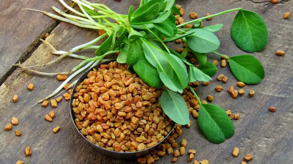 Fenugreek